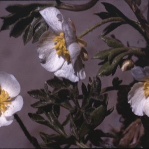 Photographie n°2120901 du taxon Ranunculus seguieri Vill. [1779]