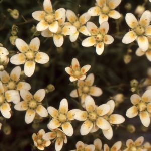 Photographie n°2120903 du taxon Saxifraga aspera L. [1753]