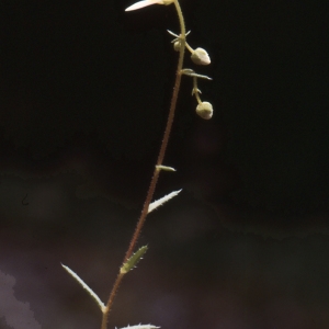 Photographie n°2120904 du taxon Saxifraga aspera L. [1753]