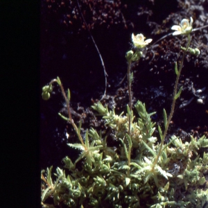 Photographie n°2120908 du taxon Saxifraga aspera L. [1753]