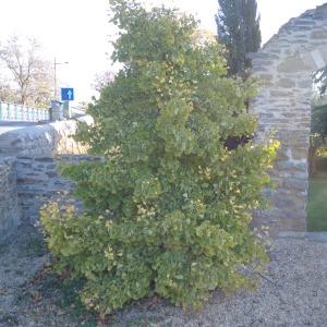 Photographie n°2120958 du taxon Ginkgo biloba L. [1771]