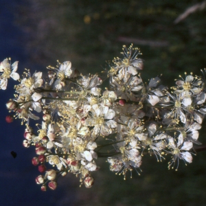 Photographie n°2120969 du taxon Filipendula vulgaris Moench [1794]