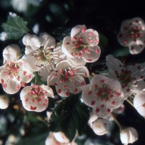 Photographie n°2120970 du taxon Crataegus monogyna Jacq. [1775]