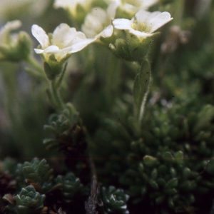  - Saxifraga muscoides All. [1773]