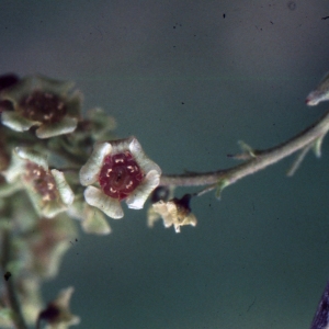  - Ribes rubrum L. [1753]