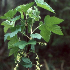  - Ribes rubrum L. [1753]