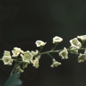  - Ribes rubrum L. [1753]