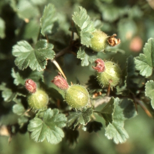 Photographie n°2120996 du taxon Ribes uva-crispa L. [1753]