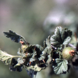Photographie n°2120998 du taxon Ribes uva-crispa L. [1753]