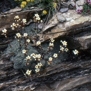 Photographie n°2121045 du taxon Saxifraga valdensis DC. [1815]