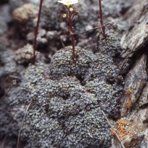 Photographie n°2121046 du taxon Saxifraga valdensis DC. [1815]