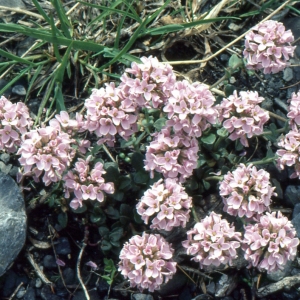 Photographie n°2121075 du taxon Noccaea rotundifolia (L.) Moench [1802]