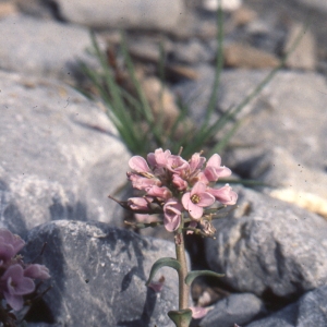 Photographie n°2121076 du taxon Noccaea rotundifolia (L.) Moench [1802]