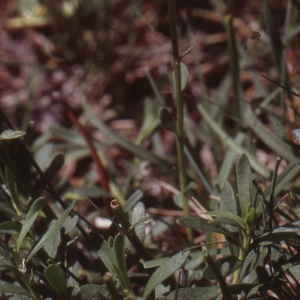 Photographie n°2121093 du taxon Iberis sempervirens L. [1753]