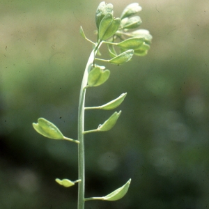 Noccaea alpestris (Jacq.) Kerguélen (Tabouret des Alpes)