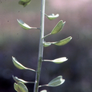 Photographie n°2121097 du taxon Noccaea alpestris (Jacq.) Kerguélen [1993]