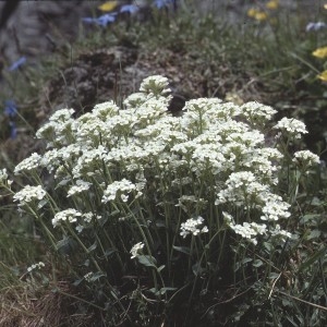 Photographie n°2121101 du taxon Noccaea alpestris (Jacq.) Kerguélen [1993]