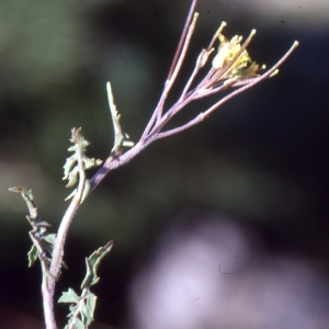 Photographie n°2121105 du taxon Sisymbrium irio L. [1753]