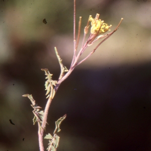 Photographie n°2121106 du taxon Sisymbrium irio L. [1753]