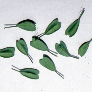 Photographie n°2121111 du taxon Noccaea alpestris (Jacq.) Kerguélen [1993]