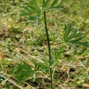 Photographie n°2121118 du taxon Malva moschata L. [1753]