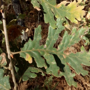Photographie n°2121128 du taxon Quercus pyrenaica Willd. [1805]