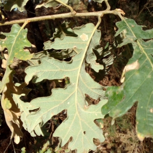 Photographie n°2121129 du taxon Quercus pyrenaica Willd. [1805]