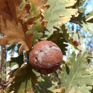 Photographie n°2121132 du taxon Quercus pyrenaica Willd. [1805]