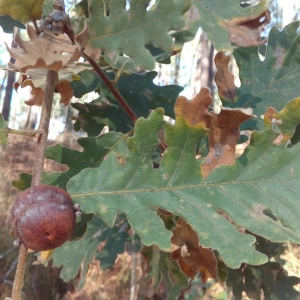 Photographie n°2121133 du taxon Quercus pyrenaica Willd. [1805]