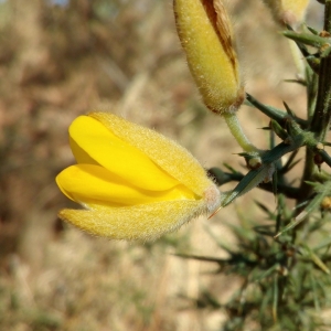 Photographie n°2121148 du taxon Ulex europaeus L. [1753]