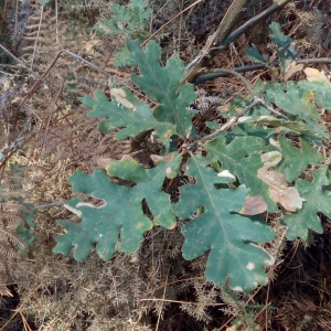 Photographie n°2121152 du taxon Quercus pyrenaica Willd. [1805]
