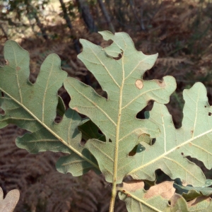 Photographie n°2121153 du taxon Quercus pyrenaica Willd. [1805]