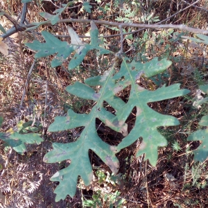 Photographie n°2121179 du taxon Quercus pyrenaica Willd. [1805]