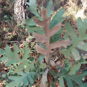 Photographie n°2121180 du taxon Quercus pyrenaica Willd. [1805]