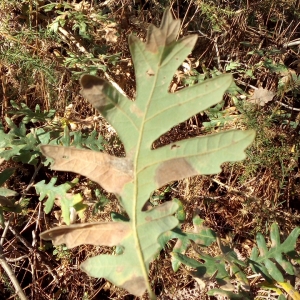 Photographie n°2121182 du taxon Quercus pyrenaica Willd. [1805]