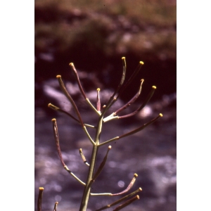 Brassicella richeri (Vill.) O.E.Schulz (Chou de Richer)