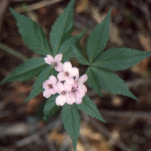 Photographie n°2121190 du taxon Cardamine pentaphyllos (L.) Crantz [1769]