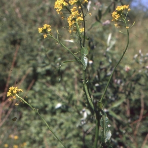 Photographie n°2121191 du taxon Rorippa amphibia (L.) Besser [1821]