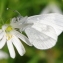 Stellaria holostea L. [1753] [nn66199] par Gisèle Arliguie le 23/05/2016 - Charade, 63130 Royat, France