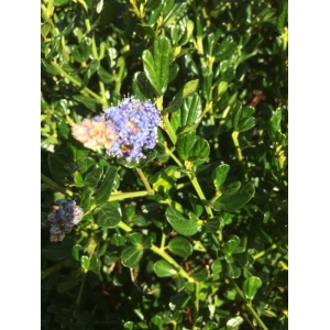 Ceanothus thyrsiflorus Eschsch. (Lilas de Californie)