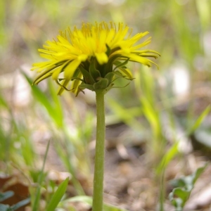 Taraxacum officinale subsp. erythrospermum (Andrz. ex Besser) Berher (Pissenlit à feuilles lisses)