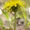  Sylvain Piry - Taraxacum erythrospermum Andrz. ex Besser [1821]