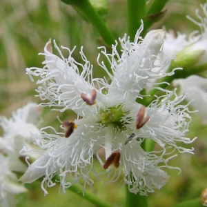 Photographie n°2121406 du taxon Menyanthes trifoliata L. [1753]