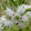 Menyanthes trifoliata L. [1753] [nn42314] par Francoise PEYRISSAT le 18/05/2008 - Lavoine