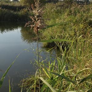 Photographie n°2121445 du taxon Phragmites australis (Cav.) Trin. ex Steud.