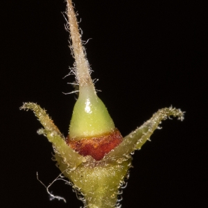 Photographie n°2121463 du taxon Salpichroa origanifolia (Lam.) Baill.