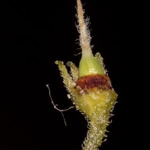 Photographie n°2121464 du taxon Salpichroa origanifolia (Lam.) Baill.