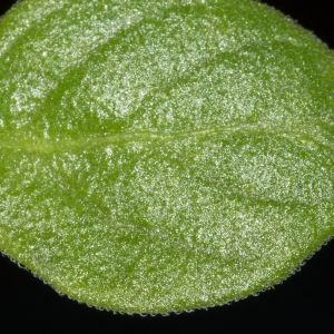 Photographie n°2121466 du taxon Salpichroa origanifolia (Lam.) Baill.