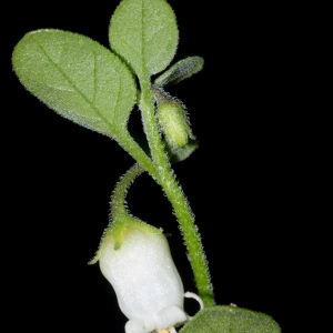 Photographie n°2121467 du taxon Salpichroa origanifolia (Lam.) Baill.