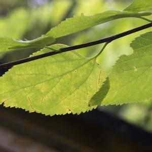 Photographie n°2121476 du taxon Celtis australis L. [1753]